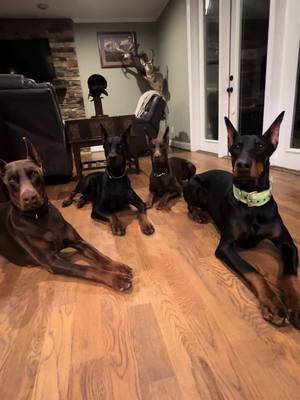 #makemyselflaugh #dog #funny #funnydogs #funnydog #maybe #theydontbiteme #doberman #trending #dogslife #dogmon #workibgdogs #europeandobermann #keepitsimple #evidence #paperwork #fyp #foryoupage 