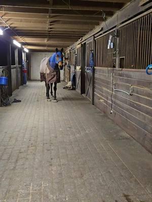 i had gone to the tack room on the opposite side of the barn and back and he didnt even take a step. and he knows there wouldn't be any punishment or reprimand if he had gone back to his stall #horse #connection #equestrian #thoroughbred #ottb #horsegirl #specialmoment #horselife #barnlife #horses #horsetraining #happyhorse 