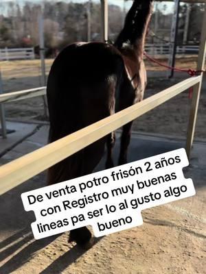 #fy #fyp #caballos #fresian #cabllosbailadores #forsale #northcarolina #southcarolina #warlanderhorse #espanol#frisones 