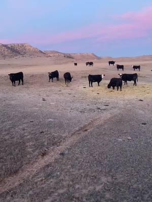 Calving Vlog 2025. #calving #calvingheifers #ranching #calving2025 #ranchin #blackangus #pasturepuppy 