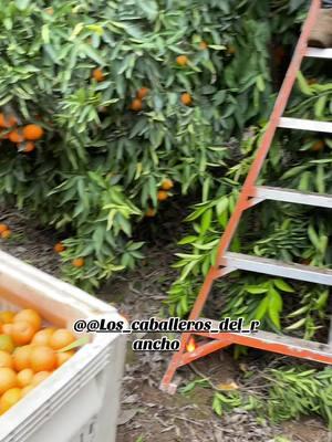 #porterville #559 #fyp #viralvideo #eldelasrisas #mandarina 