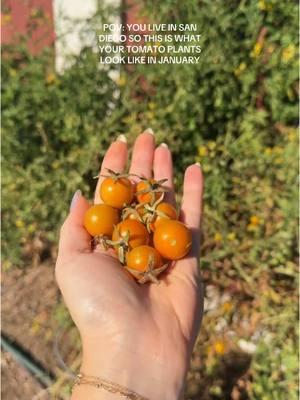 Sunny and 75 is no joke #gardening #girlswhogarden #tomatolover #tomatoplants #sandiego #fyp #viral