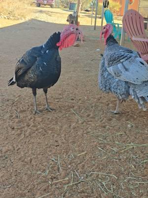 The young turkeys are working out the hierarchy. #brothers #turkeys ##poultry #poultrylife #alphamale #backyardturkeys #farmlife #males #birds #birdtok #birdsoftiktok #🦃 