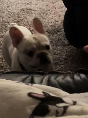 He is naughty #fyp #f# #foryou #fypシ #funny #frenchbulldog #smartass #playtime #joker #tease #frenchiesoftiktok #keepaway