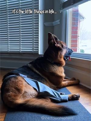 (1/3/25) It’s been 17 days since Dax’s TPLO surgery and the hair on his leg is growing back. 😊 Today we let him spend some time sitting by his favorite window. This is a little risky for him as a reactive dog. A bird, delivery vehicle or dog walking by could set him off causing him to suddenly jump up and bark. Fortunately, all was calm in the neighborhood and he even got a short walk in the snow. #germanshepherd #gsd #dog #tplo #tplosurgery