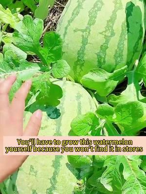 Lazy Watermelon makes gardening a breeze 🍉 Simple to grow and bursting with summer sweetness #LazyWatermelon #PlantJoyFarm #GardenJoy #FreshHarvest #SweetEscape #JuicyGoodness #NatureSnack #HomeGrown #SummerBites #NaturalFlavor 