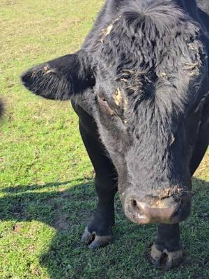 never trust a bull 🐮🤣 #badboy #beautyboy #lifeontheranch #bull #ranchlife  #cattle #livestock 