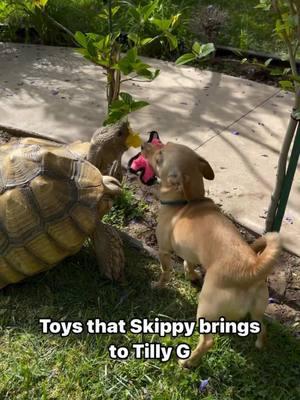 Skippy brings Tilly G a different toy every day #cuteness #doggie #chihuahua #tortoise #rescuedog #rescueismyfavoritebreed 