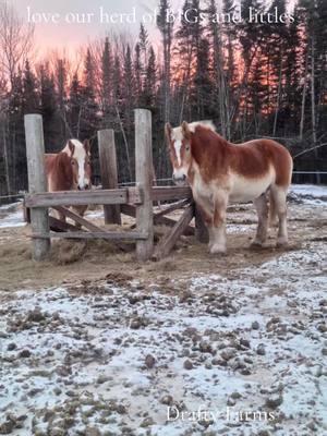 love our herd #paintmare #minihorse #minidonkey #littles #snickersthegoat #barnlife #ourheaven #draftyfarms #focusonthegood #BIGs #beproudofyou #staypositive 