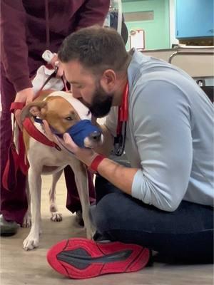 Patience and adaptability are key when working with fearful rescue dogs. Every interaction is an opportunity to refine your approach and build trust. ❤️ #drtom #veterinarian #fyp #veterinariansoftiktok #VetLife #vetmed #dogsoftiktok #patienceformypatients #VeterinaryCare #PetWellness #kindnessmatters 