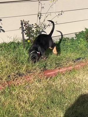 Samson the bloodhound pup! #puppies #bloodhounds #funnymoments #cute #lovepuppies #ticktock 