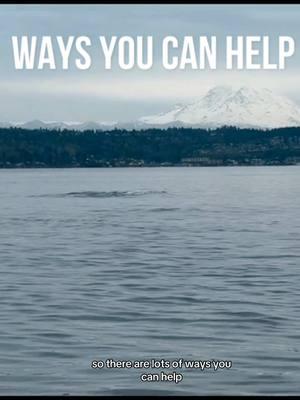 Replying to @Elise Steiner Quinn  Here are some ways you can help! #srkw #jpod #talequah #washingtonstate 