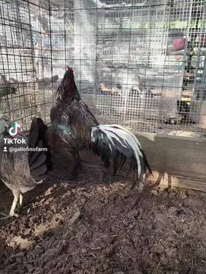 Gallofinofarm Asil & Regular grey hen... Let's GO #Asil #GalloFinofarm #guerra  #gallosworld #gallosworld #sport #gallos #pfypシ #gallosfinos #gamefowl #foryourpage #BlackTikTok  #backyardbreeder #grey #gamefowllife #pfy 