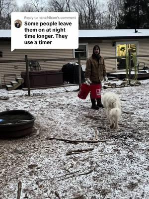 Replying to @nanaf4lcon supplemental lighting absolutely helps egg production in the winter. We just are letting our girls live here rent free this winter 🤣😂. #lauxfamilyfarm #chickensoftiktok #chickens #farmfresheggs 