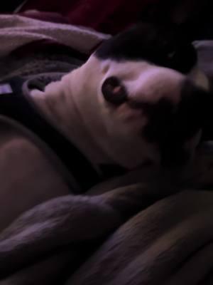 Sleeping, lounging, relaxing…… After everything this guy has been thru this will forever be something he can do whenever his heart desires ❤️🫶🏻🐾 #eustonsjourney #pittbullsoftiktok #rescuedogs #walkyourdogs #dogs #unconditionallove #sleepingdogs #sleeping #naptime #cutedogvideo #dogmomlife #adoptdontshop #shelterdog #lifeafterrescue 