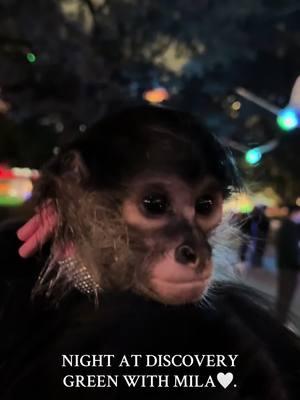 Night out with Mila <3 #milalachanguita #fyp #foryou #viral #houston #downtown #discoverygreen #funthingstodoinhouston #monkey #spidermonkey #meme #viral 