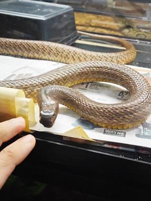 My inland taipan is moving all over the place let's get him a warm bath to calm down #venomman20 #animal #venomous #snakes #mostvenomous #inlandtaipan 