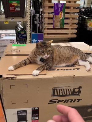 The best of Mr. Leo part 39 #catdad2020 #catsoftiktok #homedepot 