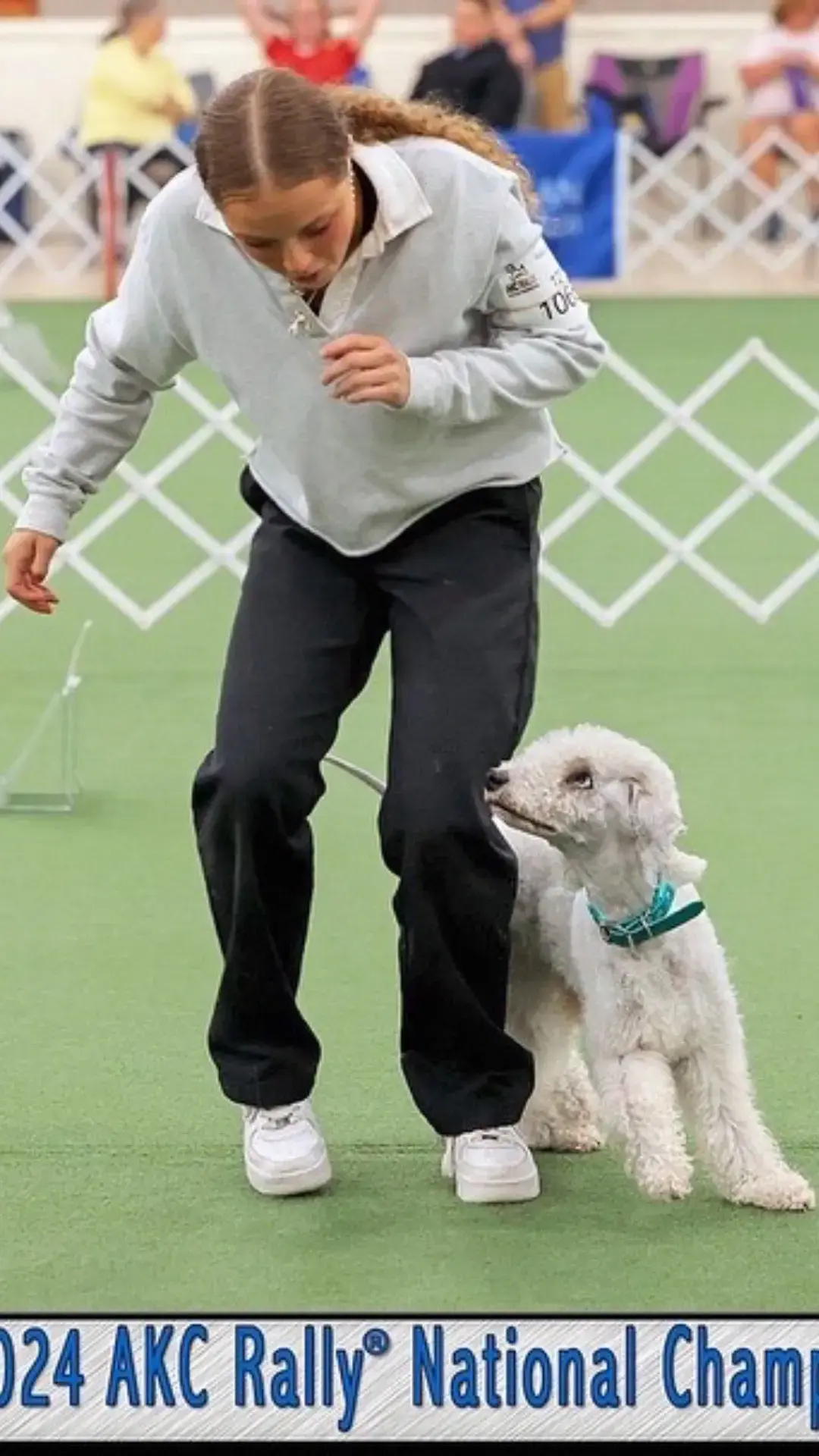 Breitling was the only Bedlington Terrier to compete at the 2024 AKC Rally National Championships. He did phenomenal & this memory, will be one of my most cherished, for the rest of my life♥️ #bedlingtonterrier #bedlington #terriers #akc #akcrally #rallytrial #rallynationals #nationalchampionship #dogsports #sportdog #actionshot #doghandler #doghandling #dogcommunity #dc #rallyo #rallyobedience #dogtrainer #raredogbreed #thisisakc #sportdog #focusedheel #explore #dog #dogsoftiktok #fyp #foryou 