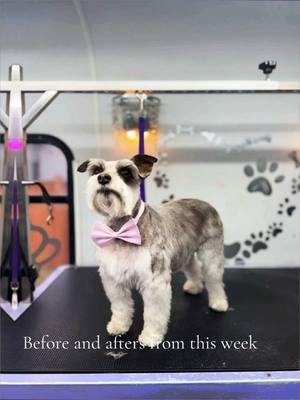 Before and after grooming #fypシ #grooming #mobilegroomersoftiktok #doggrooming #SmallBusiness #groomingbusinessowner #womenownedbusiness #supportsmallbusiness #blackownedbusiness 