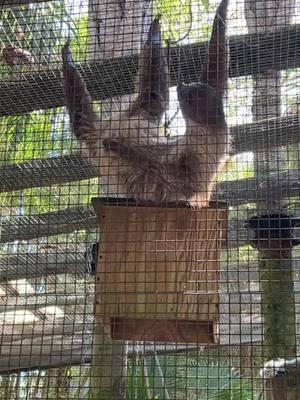 Those claws are sharp! #sloth#slothsoftiktok  