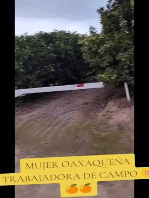 #mujeres #oaxaqueña #trabajadora #campos #california #🍊🍊 #🙏🙏 #apoyen #vistasenparati #siganme_para_mas_videos 