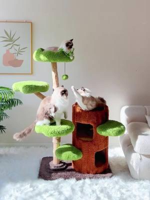 Pawsome playtime 🐾  ✅ Check my BIO link for products of interest.  Some discount codes are available. 🔍 ・ ・ #cat #cats #catsofinstagram #catlover #catlife #catlovers #cats_of_world #catinstagram #fyp #for #foryou #kzlaa #catvideos #catvilla #catinstagram #cattree #tree 