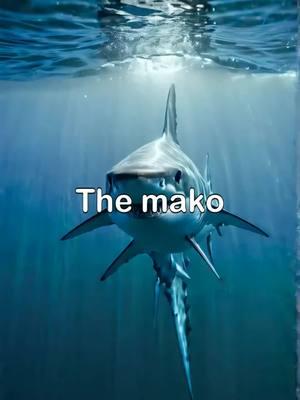 The MAKO SHARK #sharks #sharkseries #sharkweek #makoshark #shark #sharkfacts #formidable 