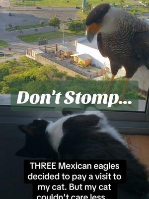 "Don't stomp your last season Prada shoes at me honey" 🤣 🔹️ #caracara #crestedcaracara #mexicaneagle #eagles #cats #catsoftiktok #catlover #tuxedo #tuxedocat #legallyblonde #funnycat #animals #petvideo #hilarious #reesewitherspoon 