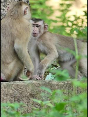 So happy play with brother and funny #cutebabymonkeyranch #Crabzillatroop #Autumnmonkey #Newbornmonkey #babymonkeyvideos #monkeytiktok #videomonkey #Sovannatroop #amzingmonkey #babymonkey #Ranbow #lovemoney #monkeys #tiktokmonkeys #fzypシ #Monkeys #Luno #tiktokmonkey #tiktokideomonkey #Lucy