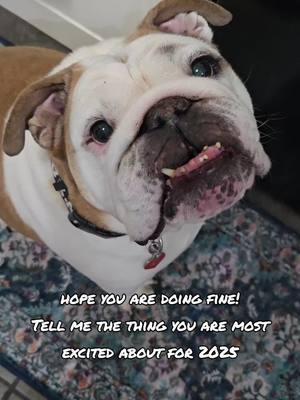 #positivity #Love #squishy #bulldog #doingfine #excited #2025 