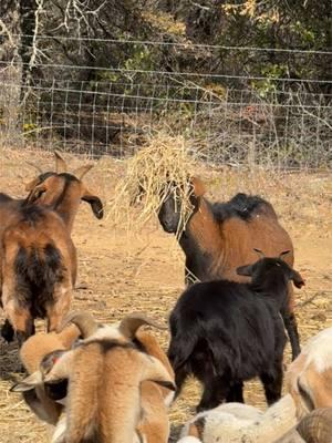 Stephanie rocking her new look and turning all the heads #goat #goatfarm #goatschivo #llama #goatranch #ranch #ranching #ranchlife #farm #farming #farmlife #goatranch #animals #funnyanimals 