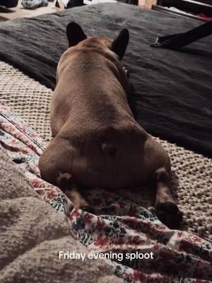 #tilliethealaskanfrenchie #tillie_thealaskanfrenchie #frenchbulldogsoftiktok #dogsoftiktok #dog #frenchies #frenchiesoftiktok #frenchbulldog #PetsOfTikTok #dogtiktok #foryoupage #squishyface #sploot #fridaynightvibes 