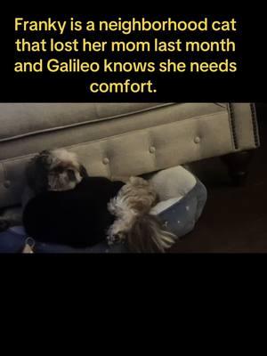 #galileoversache #shitzulove #catlove #catlovers #grief #griefjourney #doggrief #catgrief #comfort #dogtherapy #cattherapy #dogsoftiktok #catsoftiktok #dogs #bestfriend #dogbestfriend #catbestfriend #catsanddogs #dogsandcats #shitzulove #catsvideo #dogsvideo #dogviral #catsviral #animalsoftiktok #spirituality #channeledmessage #animalchannel 