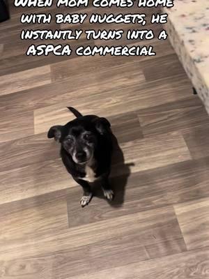 My oldest did the commentary made for a hilarious video 🤣 #aspca #sarahmclachlan #dogsoftiktok 