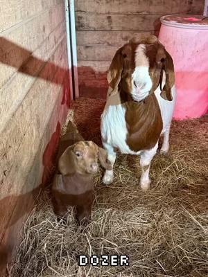 Dozer is 19 days old!!!#showgoats #amdafarm #boergoats #westvirginia #countryroads #boergoatsoftiktok #babygoat 