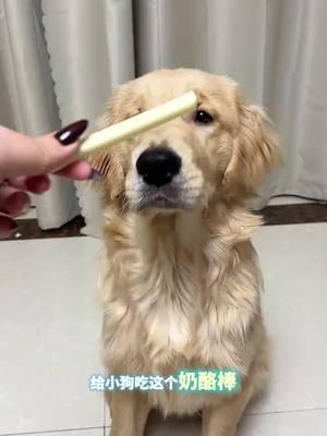 No puppy can refuse this chewable cheese stick, which is full of milk flavor and replenishes energy and calcium#CutePetProducts #DogSnacks #CheeseStick #DogSnacks 