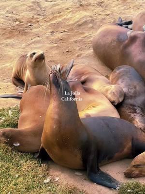 📍La Jolla, California | • #lajolla #lajollaca #lajollacalifornia #socalplaces #socaltravel #socalexplorer #socalthingstodo #seals #socalbeaches #socallife 