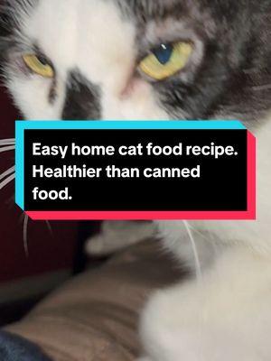 Lucy refuses to eat any cat food. I've tried them all. She wants human food. Here's my nutritionally complete cat food recipe.  #catfood #catfood #catsoftiktok #Lucy #fyp #cathatescatfood #catfoodrecipe #easycatfoodrecipe #healthycatfood #homemadecatfood 