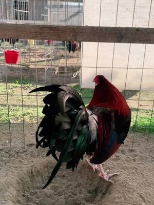 Cabeza redonda #gallo #ranchero #gamefowl #gallosamericanos🇺🇲🐓🇲🇽 #galleros #gallofino #roundheadgamefowl #corridos #lacyroundheadbroodcock 