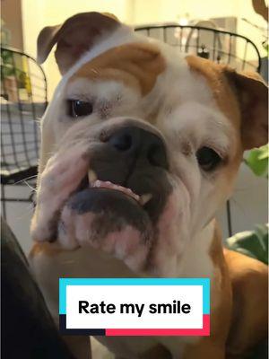 Rate my smile! #smile #ratemysmile #bulldogsoftiktok #englishbulldog #bulldog #dogtok #dogsoftiktok #dogs #underbite 