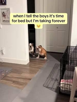 they're so annoyed 😂 Credit: @Bentley & Finn 🐾  . . . . . . . . . . #englishoftheday #englishbulldoglife #bulldogoftiktokbulldog #englishbulldogsoftiktok❤️ #englishbulldoglife #englishbulldogpuppiesoftiktok #bulldog #englishbulldogpuppies #englishbulldogsoftiktok❤️👑 #englishbulldog #englishbulldoglovers #englishbulldogpuppy #englishbulldogsoftiktok #englishoftiktok 