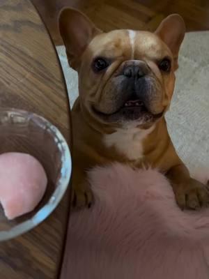 This little pork chop wants a bite of whatever you're having Credit: @French Lentil  . . . . . . . . . #frenchiebabyy🥰 #frenchiepuppy❤️ #frenchiebulldoglovers #frenchieoftheday #animalsoftiktok #frenchiebulldoglovers❤ #frenchiesoftiktok🐾💕 #frenchielifestyle🐶❤️🥰 #frenchies #frenchiepuppylove❤️🐾 #frenchbulldog #dogsoftiktok #frenchiesoftiktok 