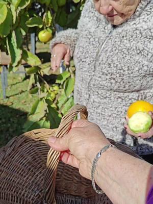 Mi mama muy feliz cortando Guayabas en mi casa de Costa Mesa California #Mothersday #conniepinedadonantedeorganos #cancionesineditasdeconniepineda #Lasaventurasderyner #Conniepineda #sentimientosdelalma #purozacapar19 #MiGuatemalaQuerida #LaCocinadeConnie #BabyRynerPineda #Dioshacemilagros #Diosesmilagroso #Diosesamor #Parati #fypシ゚viral #fypシ #fyp #tictok 