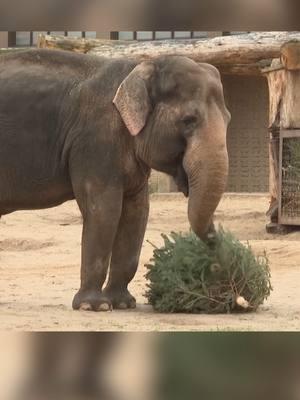 Elephants and giraffes at Berlin Zoo in Germany had something a little different on their menus Friday: Christmas trees. The zoo takes fresh trees from selected vendors that went unsold over Christmas and places them in the enclosures of some of its residents, in what has become an annual event. #elephants #giraffes #berlin #christmastree #abcnews