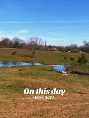 🥰🥰 mustang play time #onthisday #fyp #fypシ゚viral #horses #mustanghorses #horsesoftiktok #mustang 