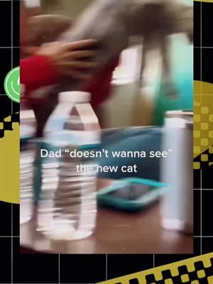 Dad “doesn’t wanna see” the new cat. #dad #dadsoftiktok#cats #fyp #funnyvideo #this #that #dadsbelike #calledout #hypocrite #hypocrisy #twosides #relatable