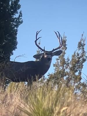 West Texas Mule Deer  #royhurley #sproulranch #hunthesproulranch #kuiu #kuiunation #kuiu_official #ranchlife #KeepRanchin #foryoupage #outdoorsmans #muley #westtexasmuledeer #muledeerhunting #muledeer  