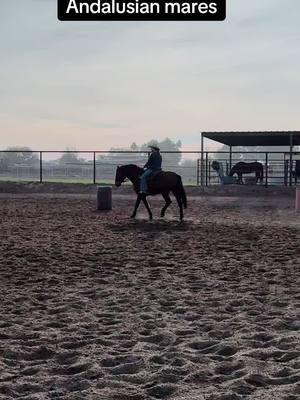 #fyp #foryou #foryoupage #andalusian #andalusianmares #andalusianhorse #horse #horses #horsesoftiktok #horsetraining #horsetrainer #muleskinner #camelscreamer 