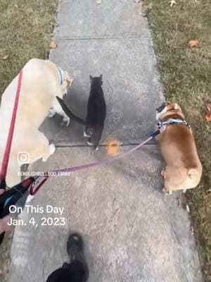 Happy Weekend from your pals Gunny, Emmie & Neighbor Cat Oliver #dogandcatfriends #onthisday  #catwalkswithdogs  #ourneighborscat 